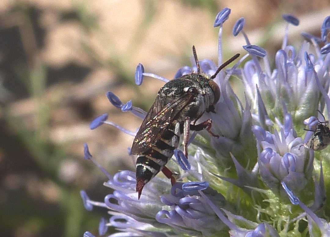 femmina e maschio di Coelioxys sp.